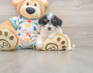 7 week old Poochon Puppy For Sale - Simply Southern Pups