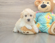 8 week old Poochon Puppy For Sale - Simply Southern Pups