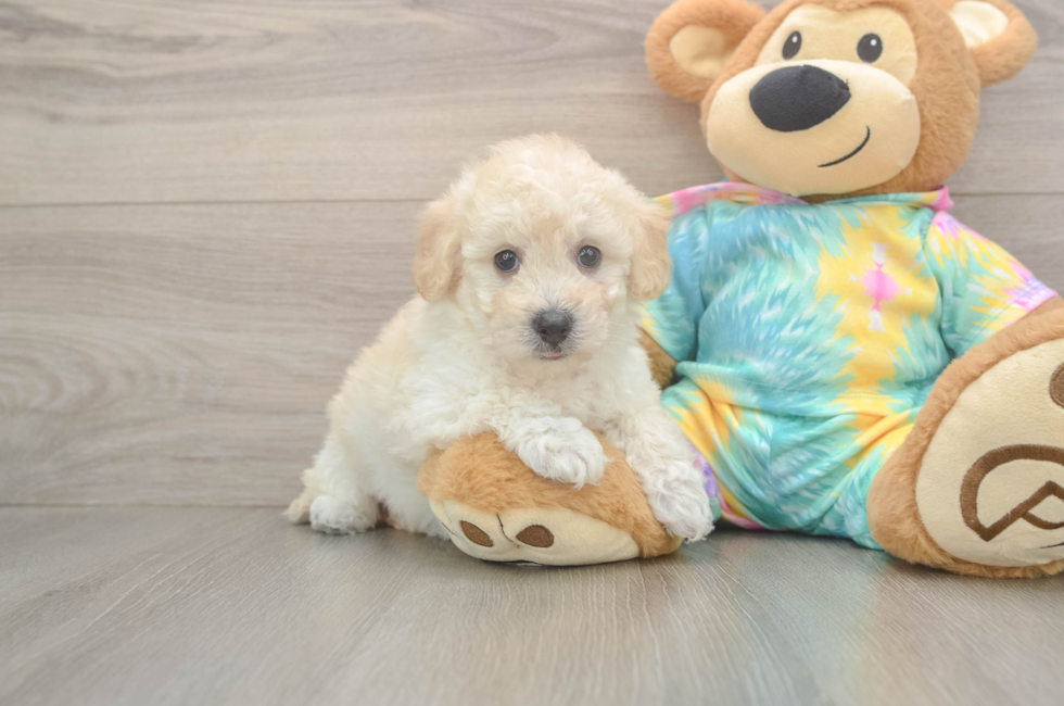 6 week old Poochon Puppy For Sale - Simply Southern Pups
