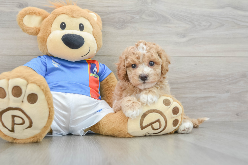 Hypoallergenic Bichpoo Poodle Mix Puppy
