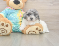 8 week old Poochon Puppy For Sale - Simply Southern Pups