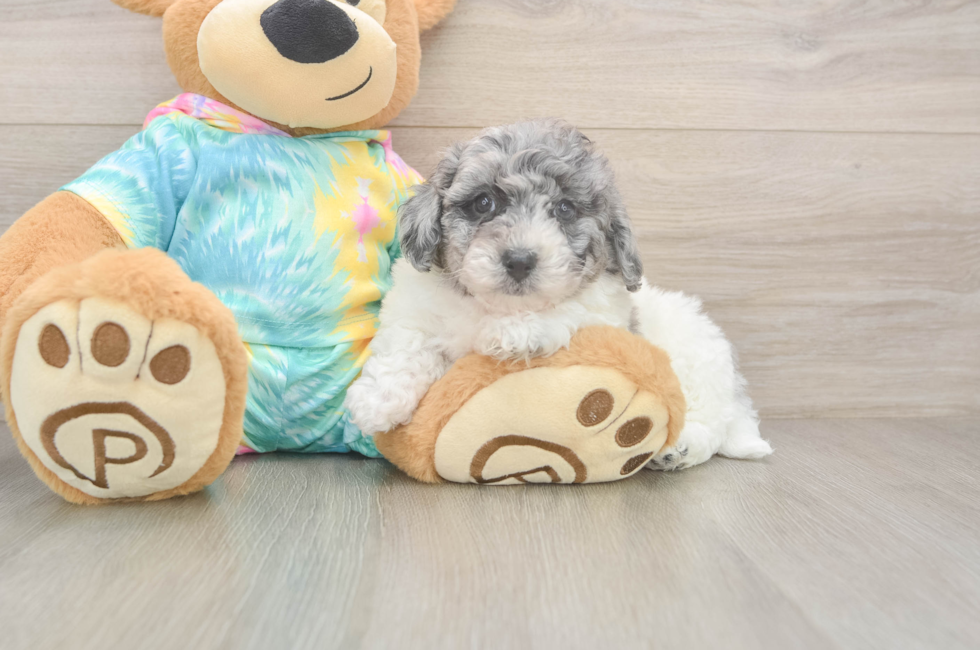 6 week old Poochon Puppy For Sale - Simply Southern Pups