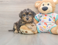 7 week old Poochon Puppy For Sale - Simply Southern Pups