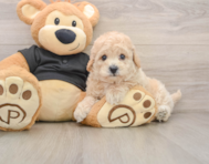 5 week old Poochon Puppy For Sale - Simply Southern Pups