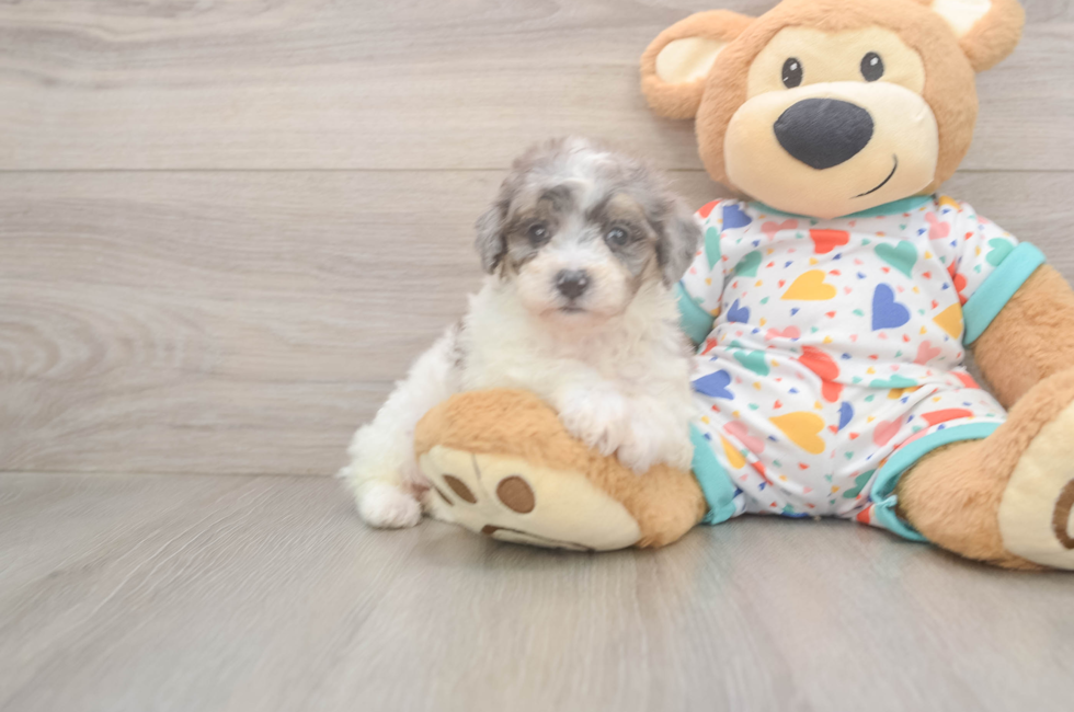 6 week old Poochon Puppy For Sale - Simply Southern Pups