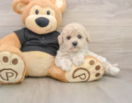 6 week old Poochon Puppy For Sale - Simply Southern Pups