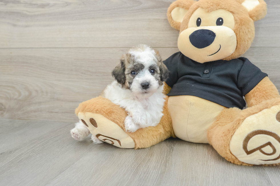 5 week old Poochon Puppy For Sale - Simply Southern Pups