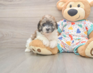 8 week old Poochon Puppy For Sale - Simply Southern Pups