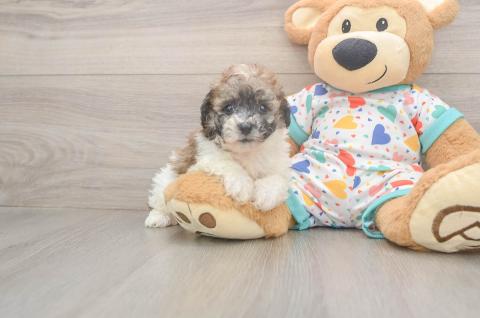 6 week old Poochon Puppy For Sale - Simply Southern Pups