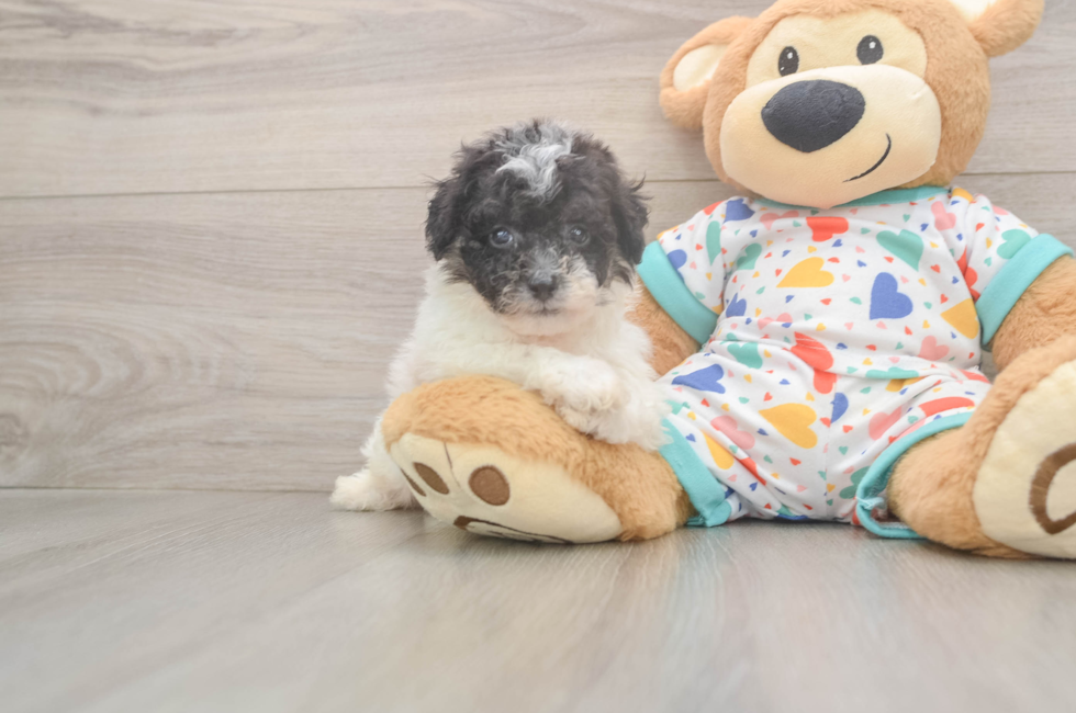 6 week old Poochon Puppy For Sale - Simply Southern Pups