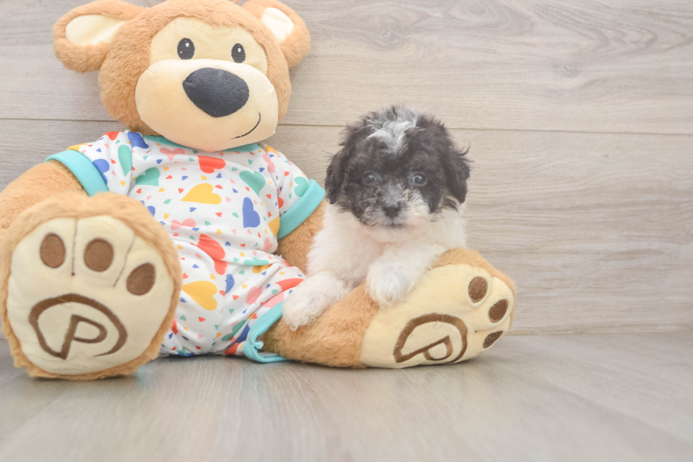 Poochon Puppy for Adoption
