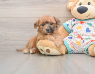 8 week old Poochon Puppy For Sale - Simply Southern Pups