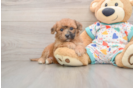 Poochon Pup Being Cute