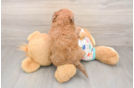 Best Poochon Baby