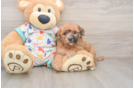 Friendly Poochon Baby