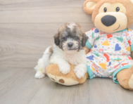 8 week old Poochon Puppy For Sale - Simply Southern Pups