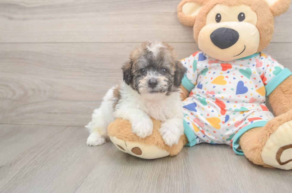 6 week old Poochon Puppy For Sale - Simply Southern Pups
