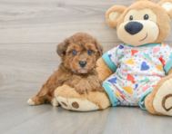 6 week old Poochon Puppy For Sale - Simply Southern Pups