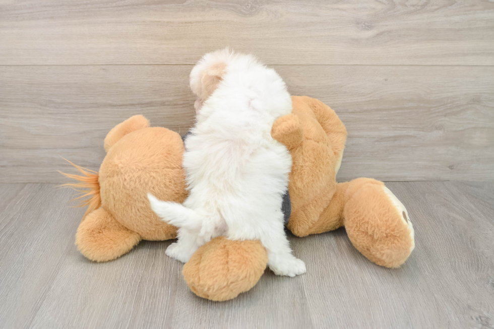 Happy Poochon Baby