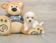5 week old Poochon Puppy For Sale - Simply Southern Pups