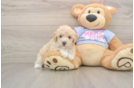 Popular Poochon Poodle Mix Pup