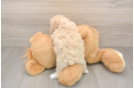 Petite Poochon Poodle Mix Pup