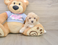 5 week old Poochon Puppy For Sale - Simply Southern Pups