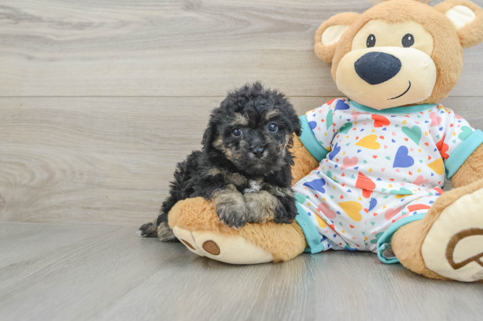 Poochon Pup Being Cute