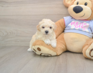 5 week old Poochon Puppy For Sale - Simply Southern Pups