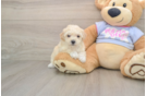 Smart Poochon Poodle Mix Pup