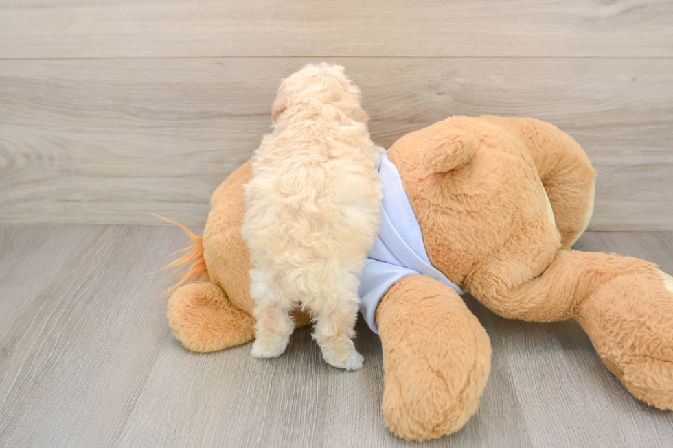 Fluffy Poochon Poodle Mix Pup