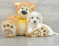 8 week old Poochon Puppy For Sale - Simply Southern Pups