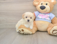 5 week old Poochon Puppy For Sale - Simply Southern Pups