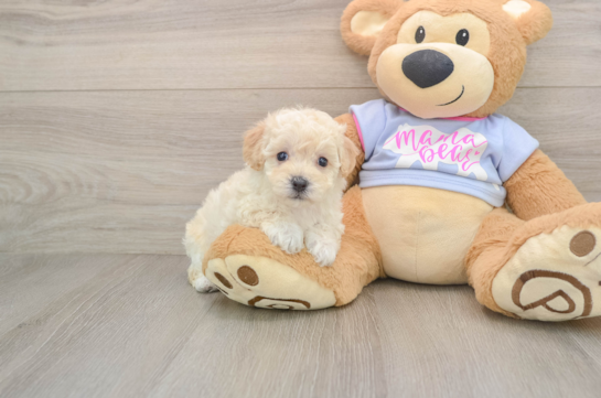 Smart Poochon Poodle Mix Pup