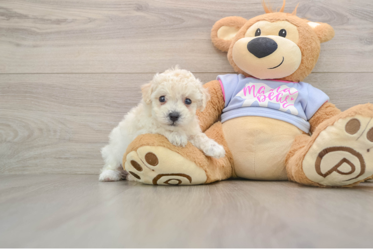 Poochon Puppy for Adoption