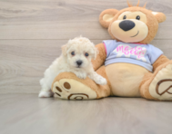 5 week old Poochon Puppy For Sale - Simply Southern Pups