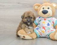 6 week old Poochon Puppy For Sale - Simply Southern Pups