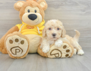 7 week old Poochon Puppy For Sale - Simply Southern Pups