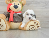 7 week old Poochon Puppy For Sale - Simply Southern Pups