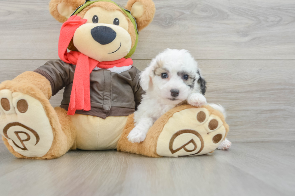 7 week old Poochon Puppy For Sale - Simply Southern Pups