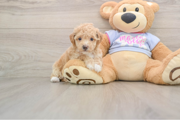 Small Poochon Baby