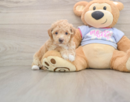 6 week old Poochon Puppy For Sale - Simply Southern Pups