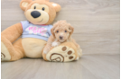Poochon Puppy for Adoption