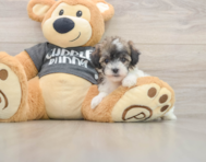 5 week old Poochon Puppy For Sale - Simply Southern Pups