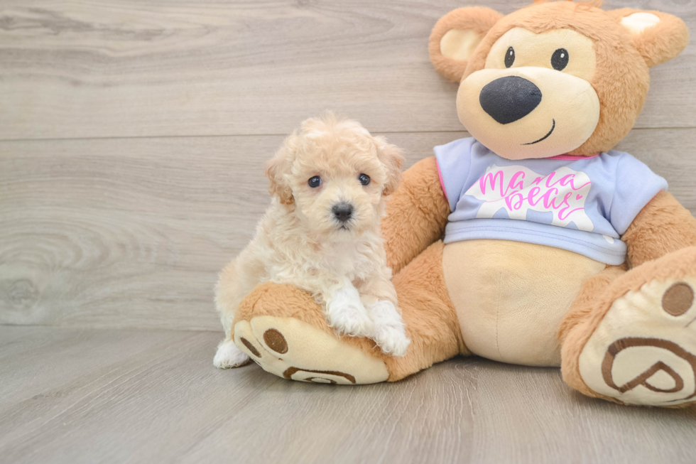 Poochon Puppy for Adoption