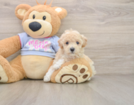 5 week old Poochon Puppy For Sale - Simply Southern Pups