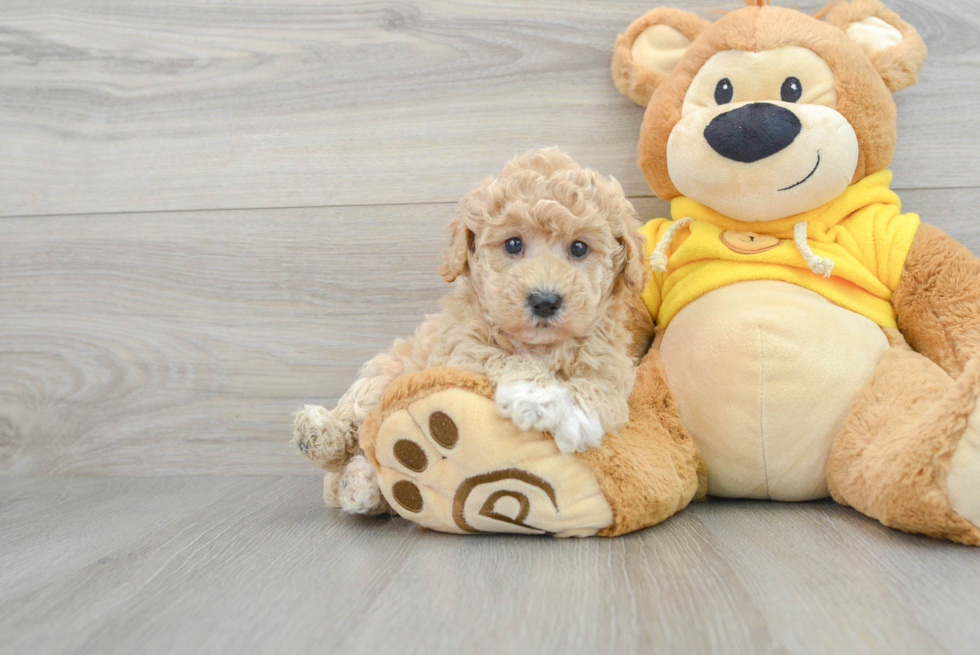 Best Poochon Baby