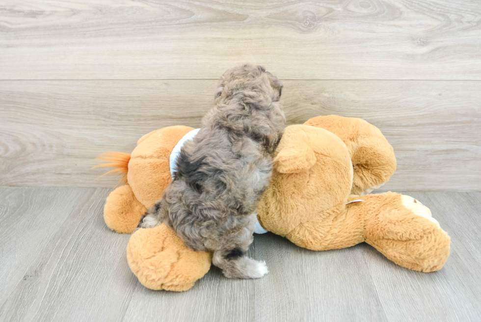 Poochon Pup Being Cute