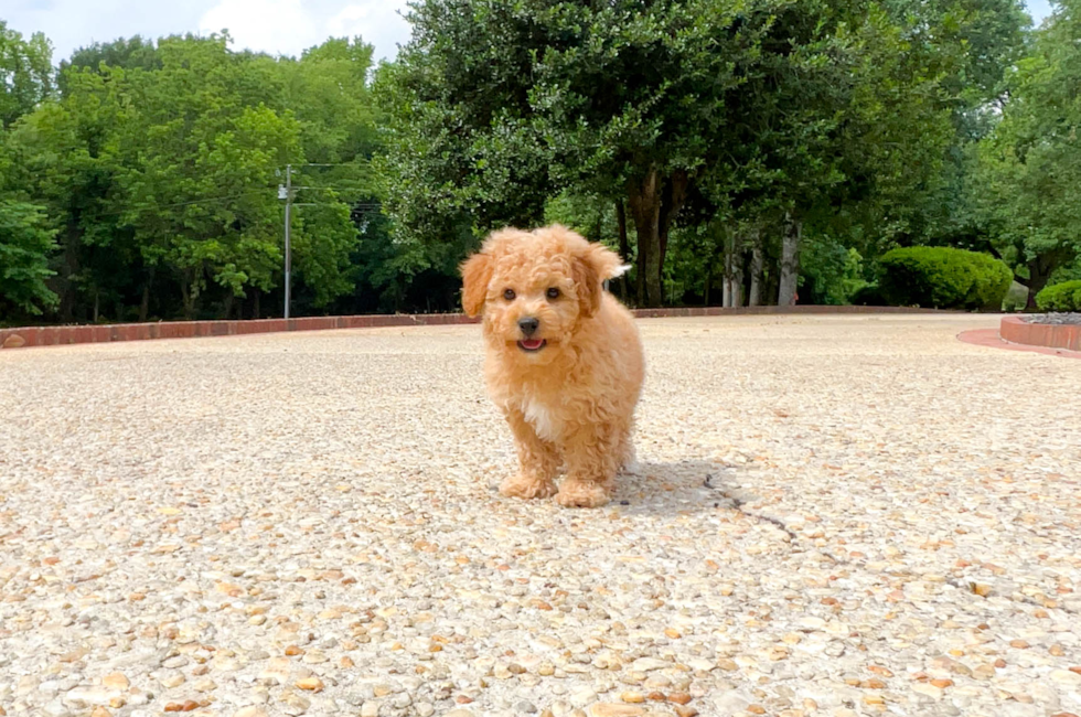 9 week old Poochon Puppy For Sale - Simply Southern Pups