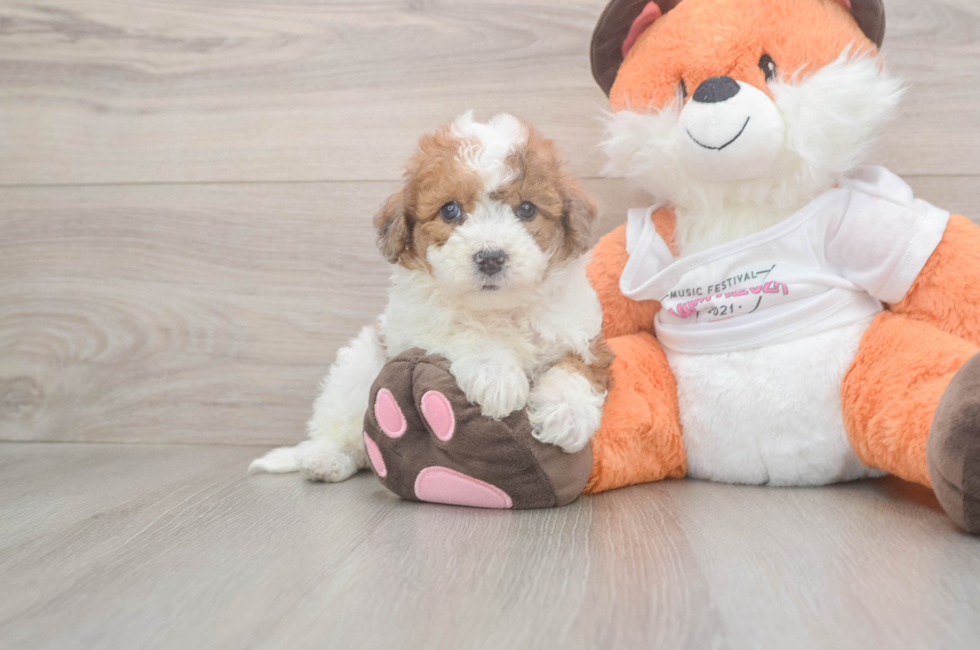 6 week old Poochon Puppy For Sale - Simply Southern Pups